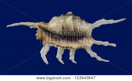 Horned Shell