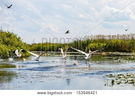 Beautiful landscape photo of flying birds and aquatic plants in Danube Delta