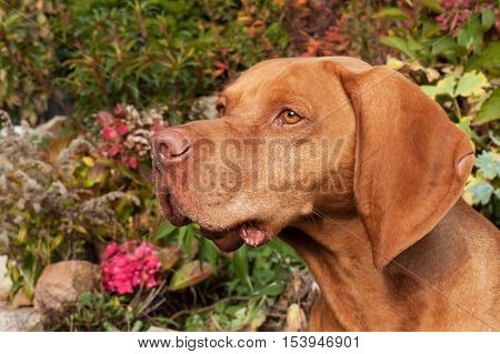 Hungarian hound. Dog look into the lens. Portrait of a Hungarian Vizla. Dog's eyes. Sunny day on the hunt.