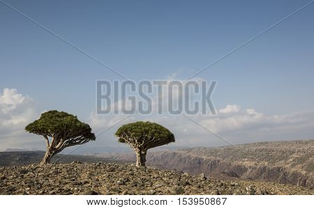 dragon blood tree dracaena cinnabari on an island of Socotra