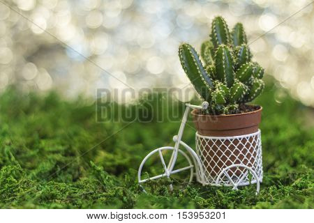 Bicycle With Succulents