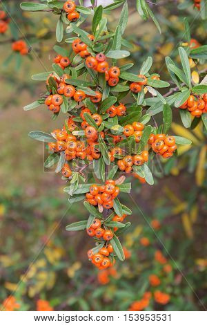Pyracantha branches with ripe berries in autumn