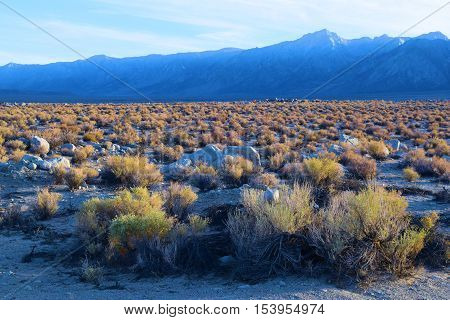 Sage Plants taken on the valley floor of the Great Basin Desert, CA with the Sierra Nevada Mountains beyond