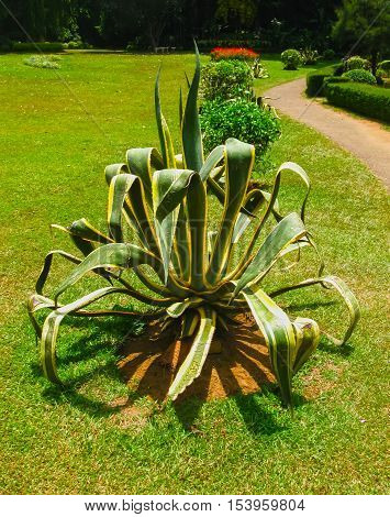 Royal Botanical garden Peradeniya at Sri Lanka