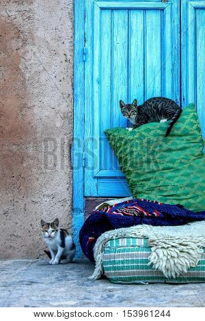 Morocco Chefchaouen cats on the street of the old town . Medina .