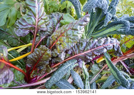 Beautiful organic garden with rainbow colored 