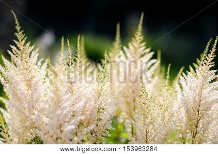 White Astilbe Flowers