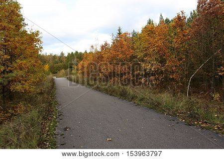 autumn colored deciduous trees at forest road