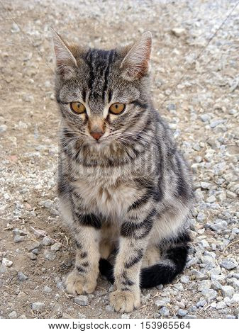 tiny kitten cat waiting for some attention from you