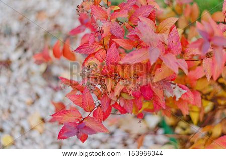Vivid red and yellow leaves of autumn spiraea (meadowsweet) bush selective focus