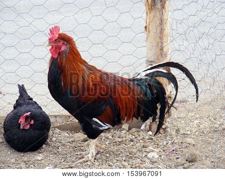 This chicken coop and look wasted my 2