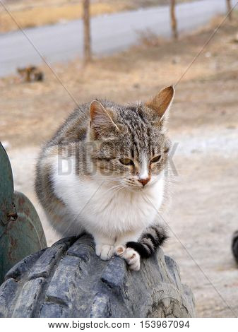 Did you see the beautiful cat napping