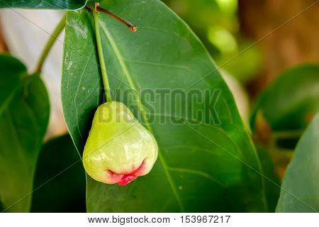 Green water apple chomphu rose apple Malabar plum on the tree on the background of Thai garden. Selective Focus