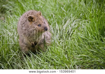 this is a close up of a pademelon