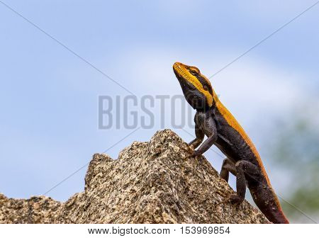 The Peninsular rock agama or South Indian rock agama. This species of lizard has a large head that is elongated and depressed, with the cheeks swollen in adult males