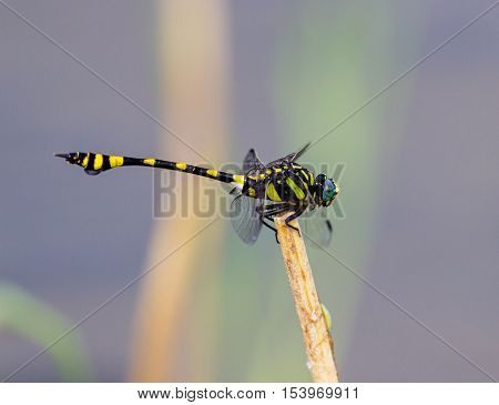 The golden-ringed dragonfly is a striking specimen with an elongated black and yellow striped abdomen. This species is widespread but these were photographed near Bangalore India.