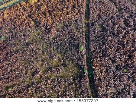 Aerial Heather