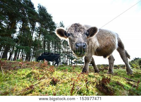 Cows