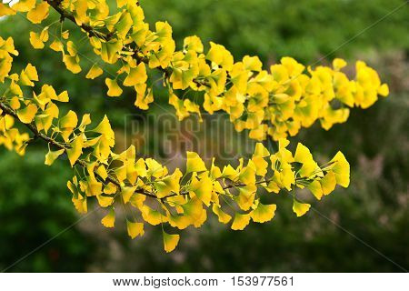 Maidenhair Tree