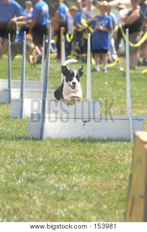 Flyball 4979
