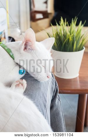 White cat sleeping in cat cafe, stock photo