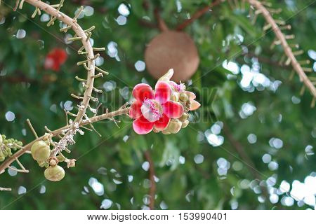 Beautiful in pink of  cannonball flower (call Sal Flower in Thai)  with background green. Selective focus.