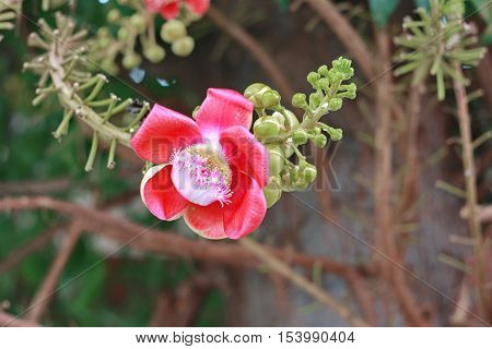 Beautiful in pink of  cannonball flower (call Sal Flower in Thai)  with background green. Selective focus.