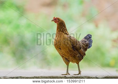 close up portrait of bantam chicken hen