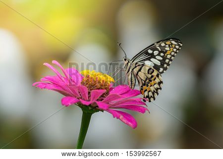 butterflies are flying to find nectar from pink Zinnia flowers Lime Butterfly Papilo demoles