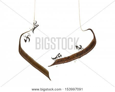 Young dead leaf mantises on a Ootheca - Acanthops Sp - isloated on white