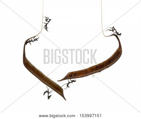 Young dead leaf mantises on a Ootheca - Acanthops Sp - isloated on white
