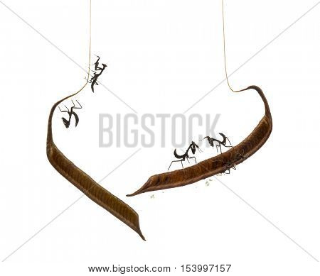 Young dead leaf mantises on a Ootheca - Acanthops Sp - isloated on white