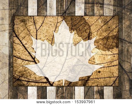 Autumn or thanksgiving background with copy space for text Maple leaves