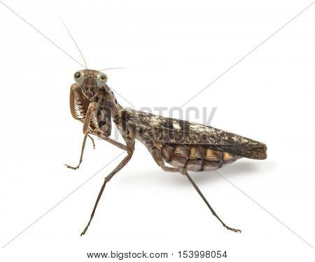 Old and blind female praying mantis - Rhombodera fusca, isolated on white