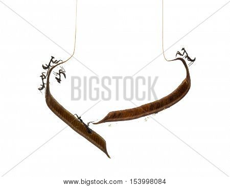 Young dead leaf mantises on a Ootheca - Acanthops Sp - isloated on white