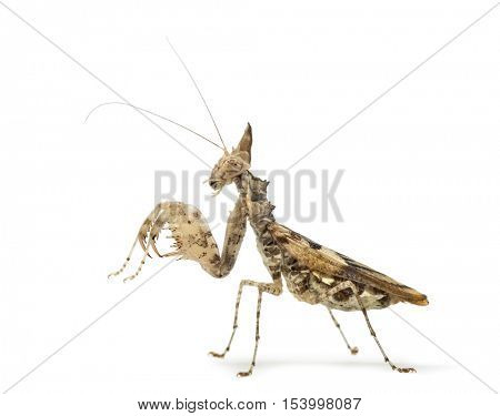 Female praying mantis, Ceratomantis saussurii, isolated on white
