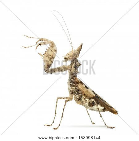 Female praying mantis, Ceratomantis saussurii, isolated on white