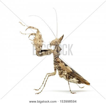 Female praying mantis, Ceratomantis saussurii, isolated on white