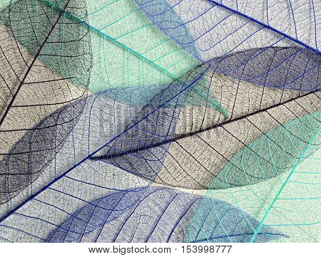 Closeup of blue mulberry leaves skeletons for background