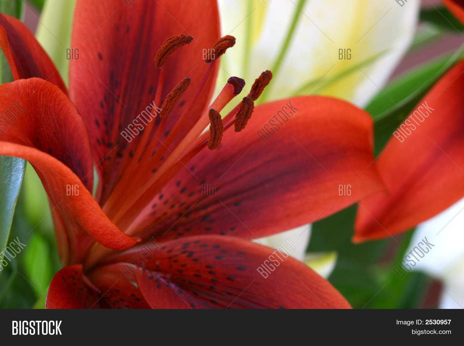Red Easter Lily Image & Photo (Free Trial) Bigstock