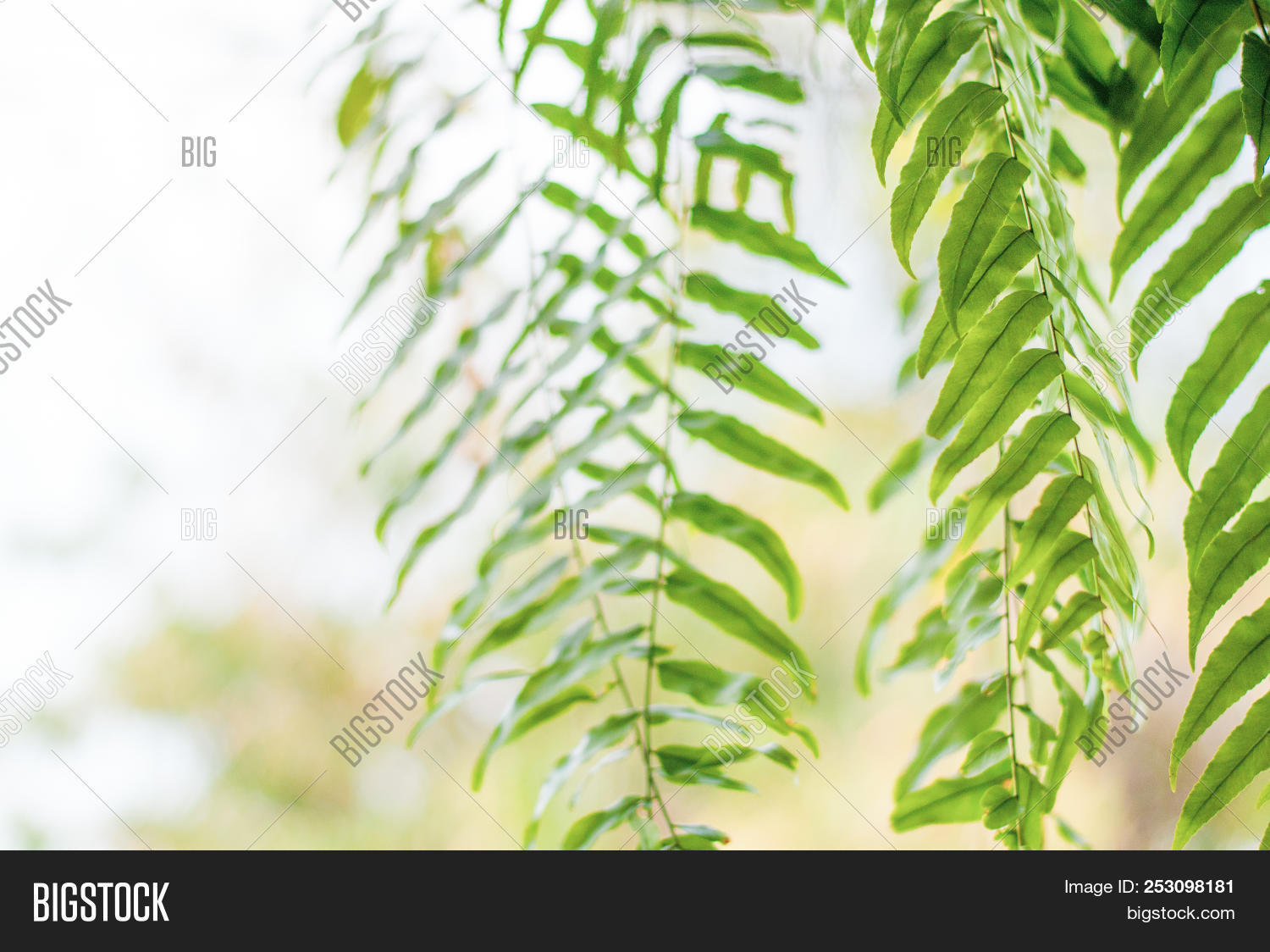 fresh green fern tree