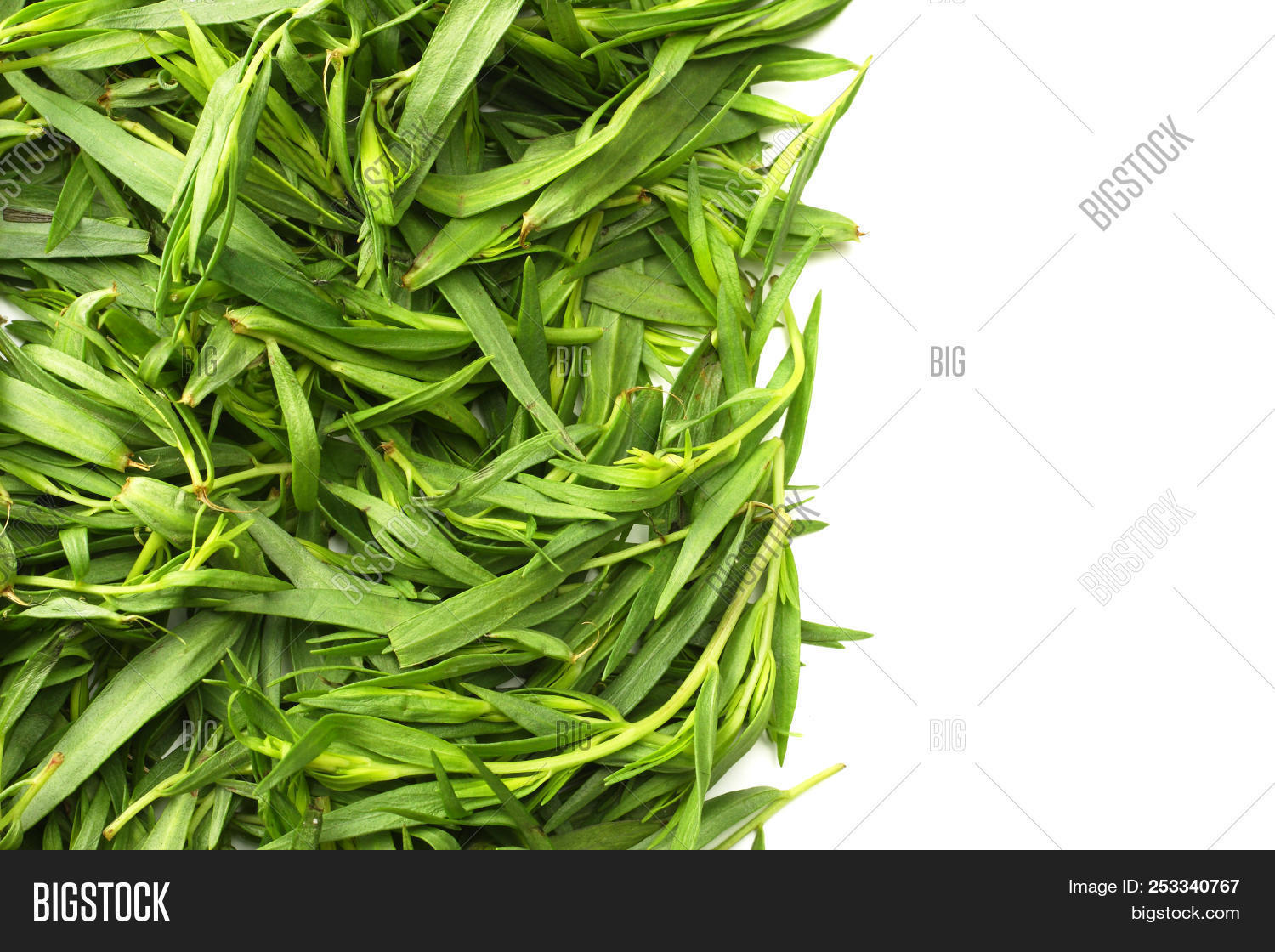 Tarragon Leaves ( Image & Photo (Free Trial) Bigstock