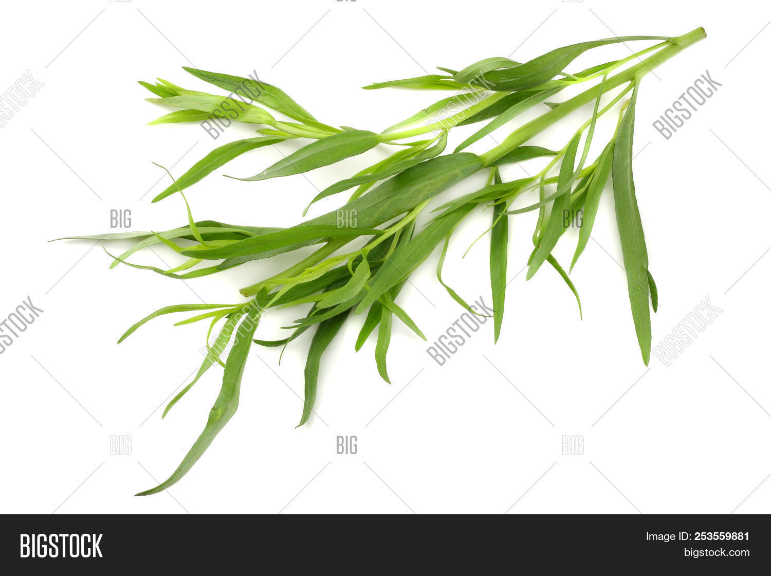Tarragon Leaves ( Image & Photo (Free Trial) Bigstock