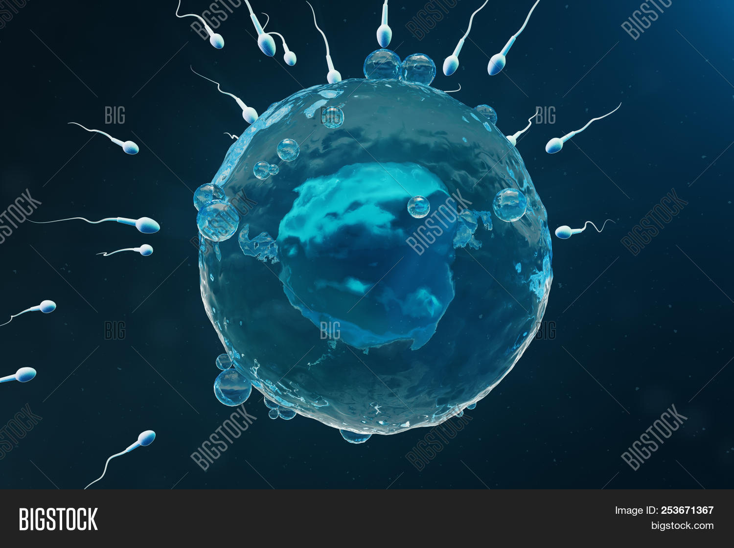Apologise, sperm egg fertilization perhaps shall Sperm egg fertilization congratulate, seems