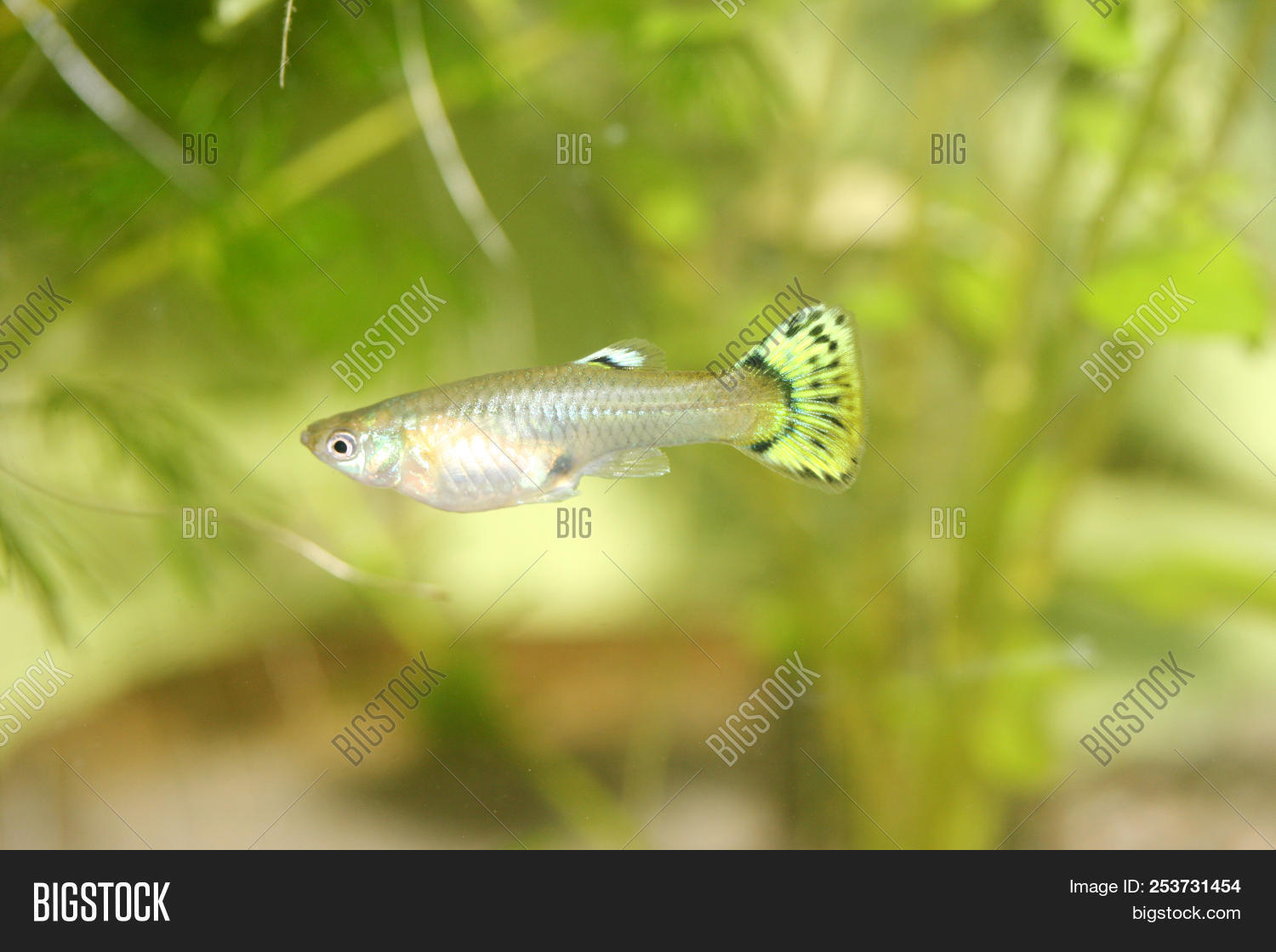 Female Guppy Fish