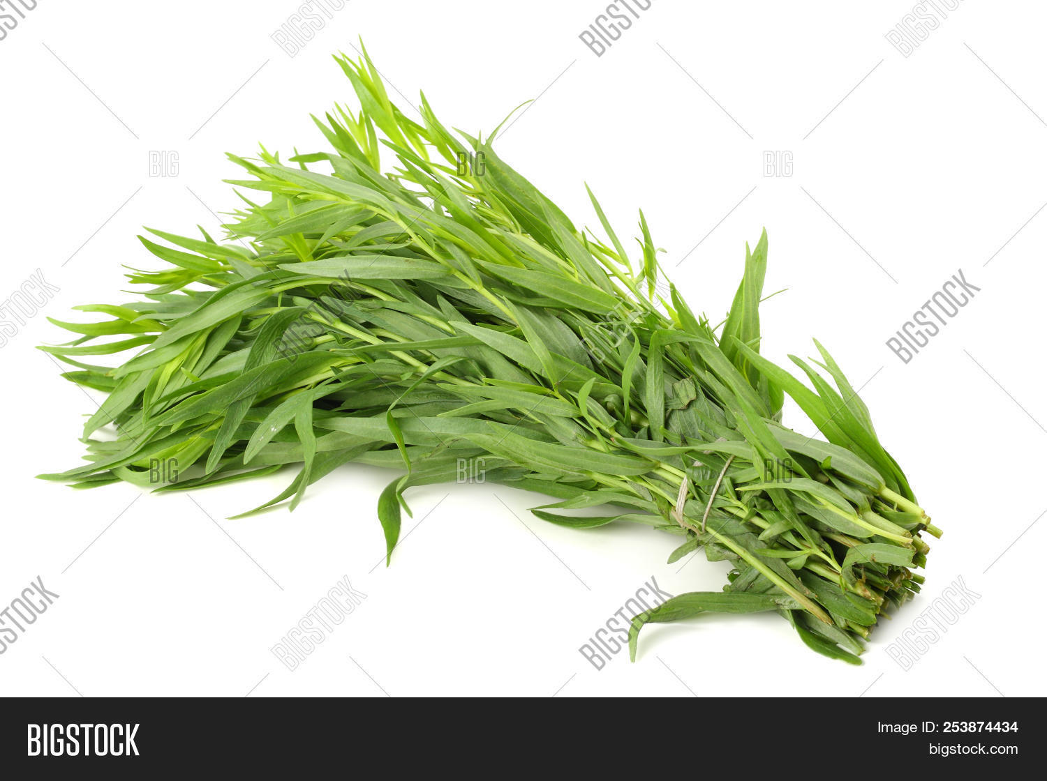 Tarragon Leaves ( Image & Photo (Free Trial) Bigstock