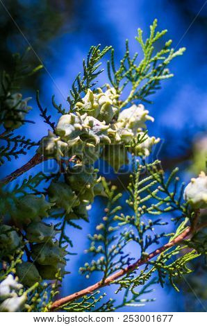 Incense Cedar Tree Calocedrus Decurrens Branch Close Up.