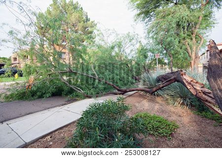 Residential Street With A Fallen Old Mesquite Tree After Annual Summer Monsoon Storm In Phoenix, Ari