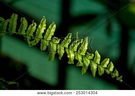 Green Fern Leaves In The Rain Forest.