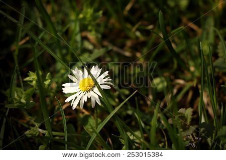 A Beautiful Lawn Daisy In The Middle Of Grassland. Very Nice Present For Mother Or For Decoration To